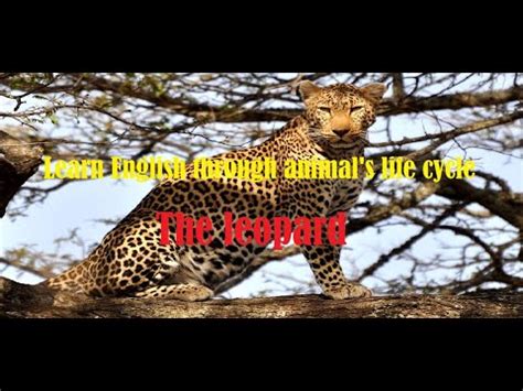 The Elusive Leopard: Decoding its Enigmatic Essence