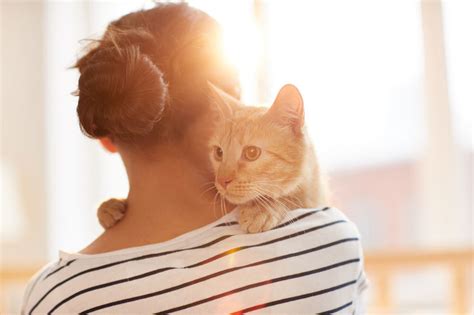 The Embrace of a Feline: A Portal to Psychological Restoration