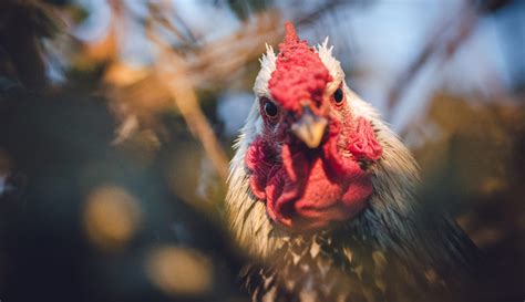 The Emergence of Chicken Hobbyists: A Cultural Sensation