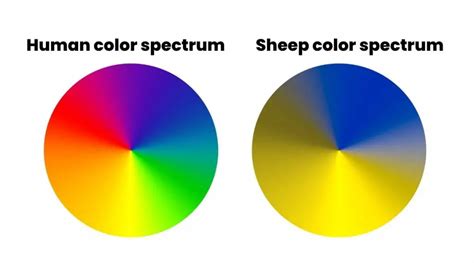 The Emotional Connections and Sensations in Infant Lamb Visions