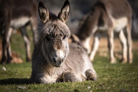 The Emotional Impact of Dreams Featuring Donkeys