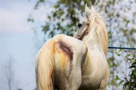 The Emotional Impact of Dreams Involving Injured Equine Creatures