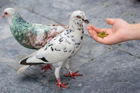 The Emotional Significance of a Wounded Dove in Dreams