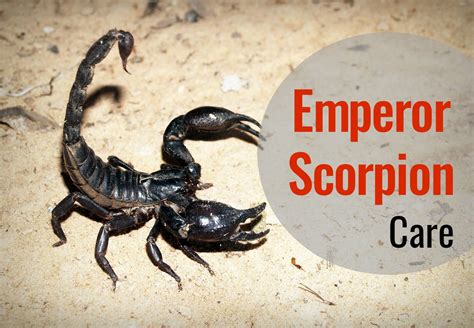 The Emperor Scorpion in Pop Culture: From Fear to Fascination