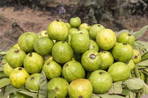 The Enchanting Adventure of Scaling a Guava Tree