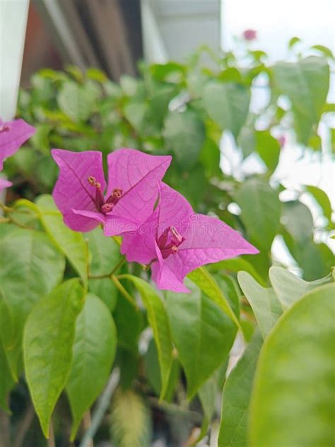 The Enchanting Allure of Majestic Blush-Colored Blossoms