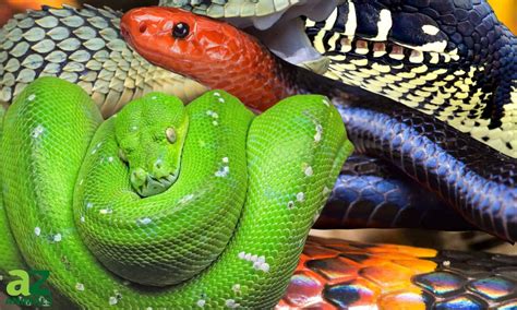 The Enchanting Allure of Snake Patterns and Colors