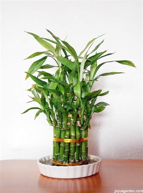 The Enchanting Allure of the Magical Bamboo Plant