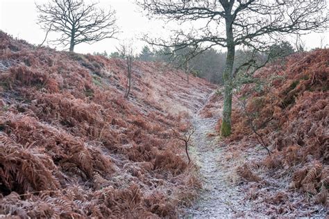 The Enchanting Elegance of Frosty Ramparts