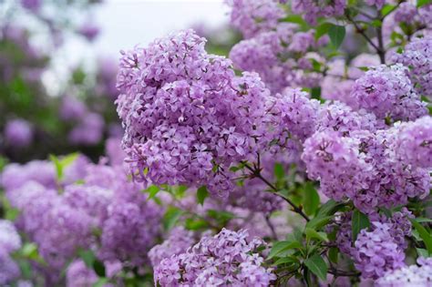 The Enchanting Lilac Flowers: A Symbol of Love and Magic