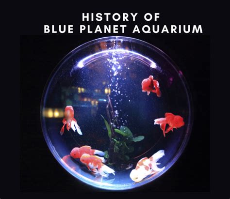 The Enchanting Universe of Aquariums