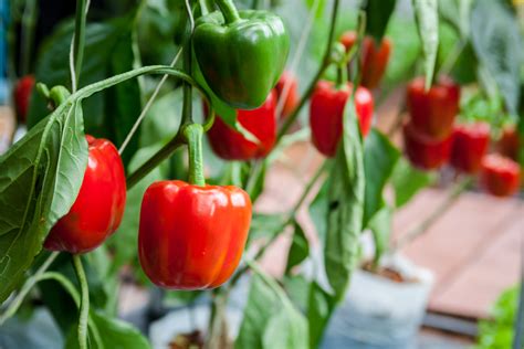 The Enchanting World of Capsicum Vegetables