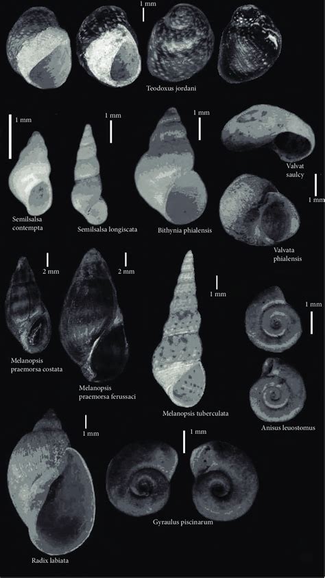 The Enchanting World of Gastropods: A Vision Fulfilled