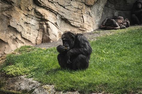 The Enchanting World of Great Apes