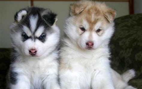 The Enchantment of Baby Huskies: What Makes Them So Charming?