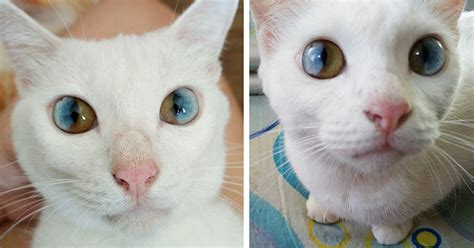 The Enchantment of Heterochromia: Unraveling the Mystery of Diverse Eye Colors