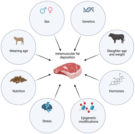 The Enchantment of Intramuscular Fat: Amplifying the Succulence of Meat