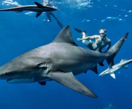 The Enchantment of Swimming alongside these Majestic Creatures