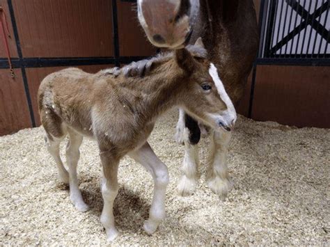 The Enchantment of Witnessing the Arrival of a Majestic Foal