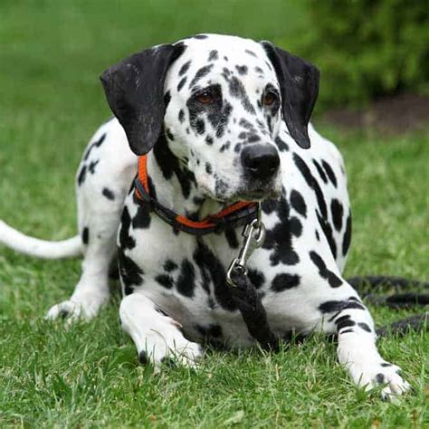 The Energetic Nature of Dalmatian Pups