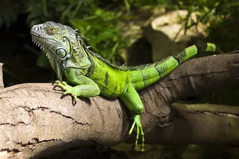 The Enigma Unveiled: Decoding the Symbolism of Iguana Pursuits