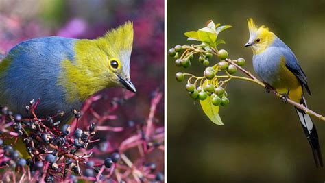 The Enigma and Allure of Majestic Pale Avians