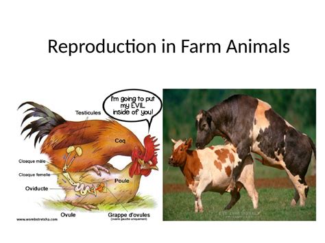 The Enigma of Animal Reproduction