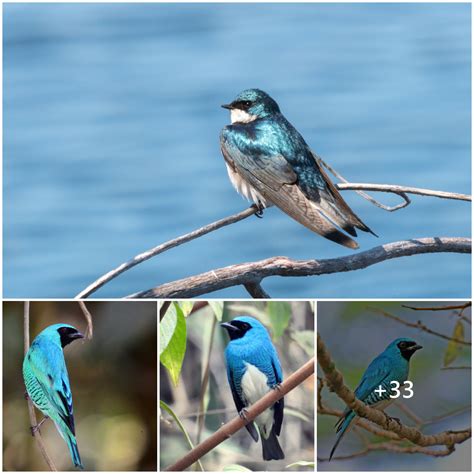 The Enigma of Avian Perching: Deciphering the Enchantments