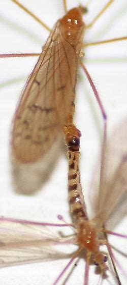 The Enigma of Crane Flies: Unlocking the Mystery behind Their Mating Behavior