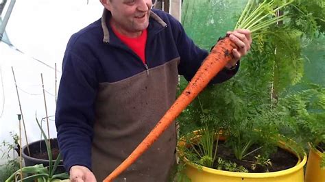 The Enigma of Cultivating Enormous Carrots