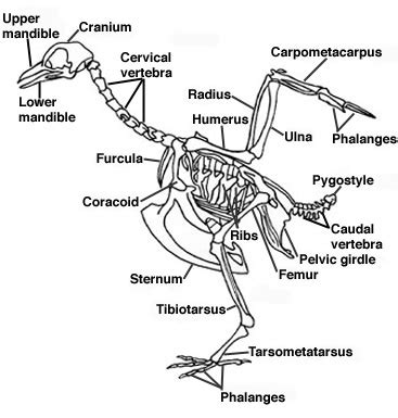 The Enigma of Dreaming About an Avian Skeleton: Delving into Its Significance and Allegory