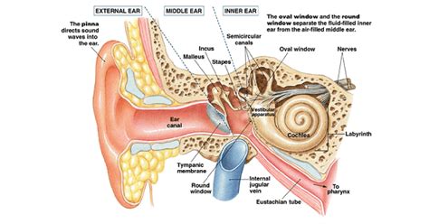 The Enigma of a Bee Lodged in the Auditory Canal: Investigating the Puzzles