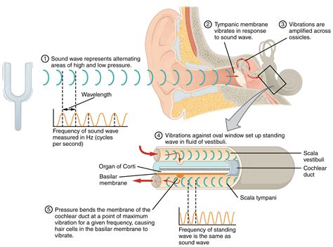 The Enigma of a Dream with a Persistent Buzz in the Auditory Canal