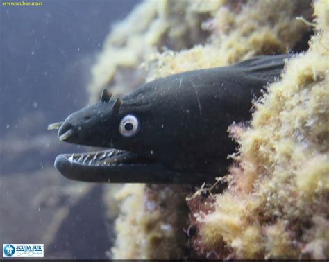 The Enigma of the Black Eel: A Deep Dive into its Mysterious Existence