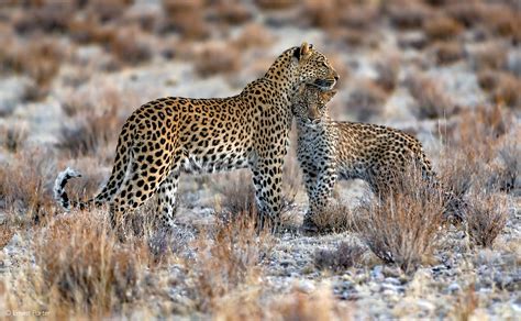 The Enigmatic Allure of Leopards: Unraveling Their Mysterious Appeal