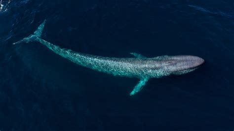 The Enigmatic Beauty of Blue Whales