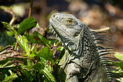 The Enigmatic Behavior of Soaring Iguanas