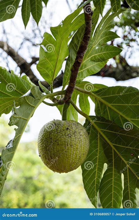 The Enigmatic Breadfruit Tree: A Gateway to its Enigma