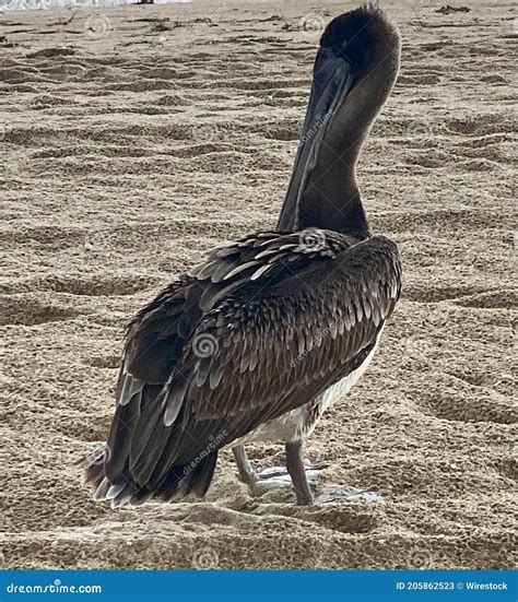 The Enigmatic Connection: The Black Pelican and its Affiliation with Dreams