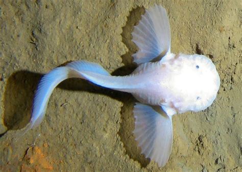 The Enigmatic Deep-Dwelling Fish of the Abyssal Trenches