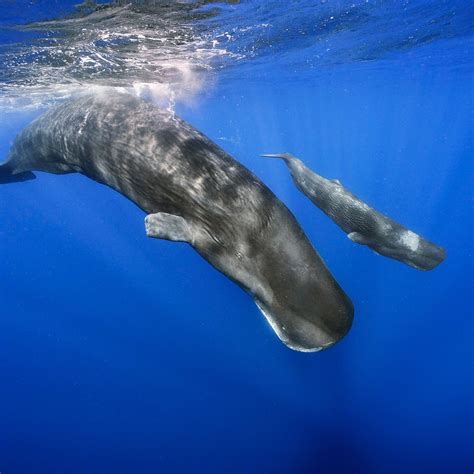 The Enigmatic Encounter: A Majestic Cetacean's Deep Dive into the Unconscious Mind