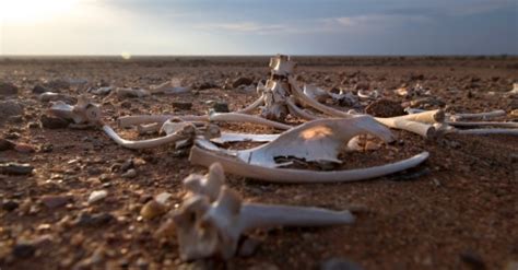 The Enigmatic Fascination of Arid Skeletal Remains