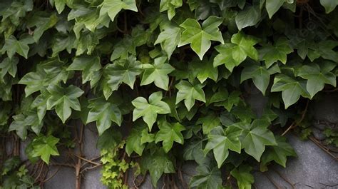 The Enigmatic Fascination of the Ivy Plant