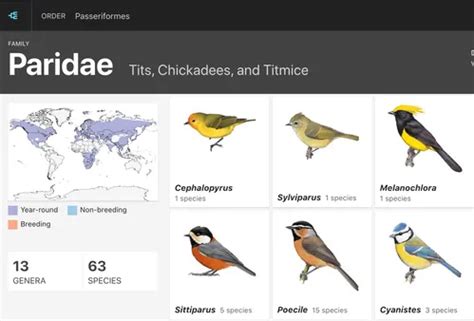 The Enigmatic Language of Avian Reveries