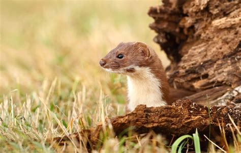 The Enigmatic Lives of Young Weasels: Unveiling their Intriguing Behaviors