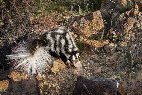 The Enigmatic Nature of Skunks