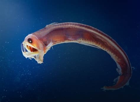 The Enigmatic Realm of Deep-Sea Fish