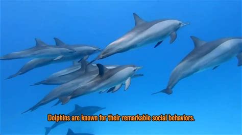 The Enigmatic Realm of Dolphin Reveries