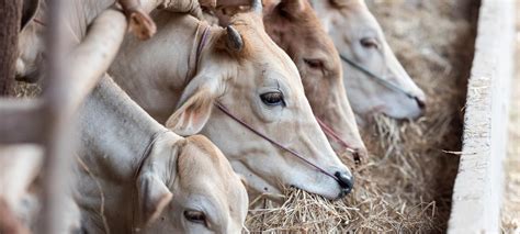 The Enigmatic Relationship Between Dreams and the Mystical Connection to Bovine Excrement