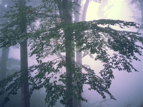 The Enigmatic Role of Mist in Ecosystems